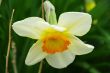 fower trumpet white