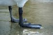 swan feet