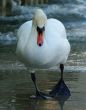 bird macro