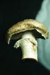 mushrooom half