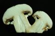 mushrooms white