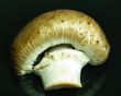 mushroom brown