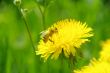 bee on flower