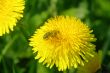 bee on flower yellow