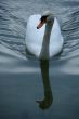 swan macro