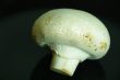 macro mushroom