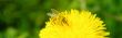 bee macro shot full nectar