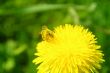 bee on flower macro