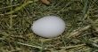 egg macro shot