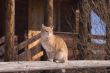 Sitting red tabby cat