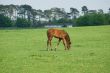 Young Foal on the grasses