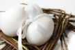 Eggs in nest