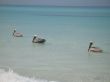 pelicans on turquoise ocean
