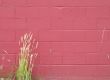 grass and red wall