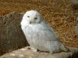 Portrait of white snowy owl