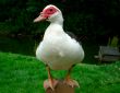 Duck sat on fence