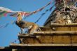 Monkey at the Monkey temple in Kathmandu