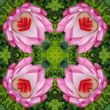 Lotus kaleidoscope