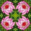 Lotus kaleidoscope