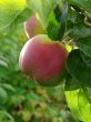 growing apple 1