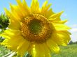 Sun flower on blue sky