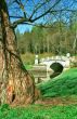 Old tree and ancient brige