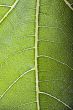 fig leaf