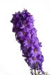 larkspur