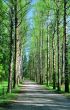 Birch alley in Spring