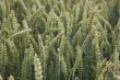 wheat