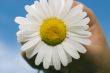 Daisy