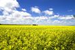 Yellow colza field