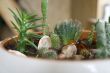 Plants in rock-garden