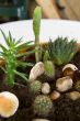 Plants in rock-garden