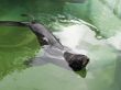 Fur Seal (Callorhinus ursinus)
