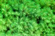 Green cones and needles on the pine-tree