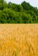 Field of wheat