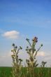 Thistle plants