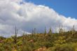 Deseret Spring