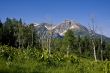 Mountain MEADOW