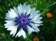 Field flower - a cornflower