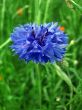 Field flower - a cornflower