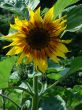 Ripe sunflower