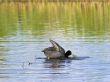 swimming coot