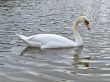 Single swan