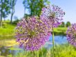 pink flowers