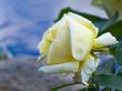 yellow rose