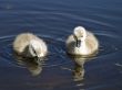 little swans