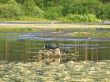 Coot family