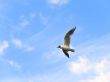 seagull